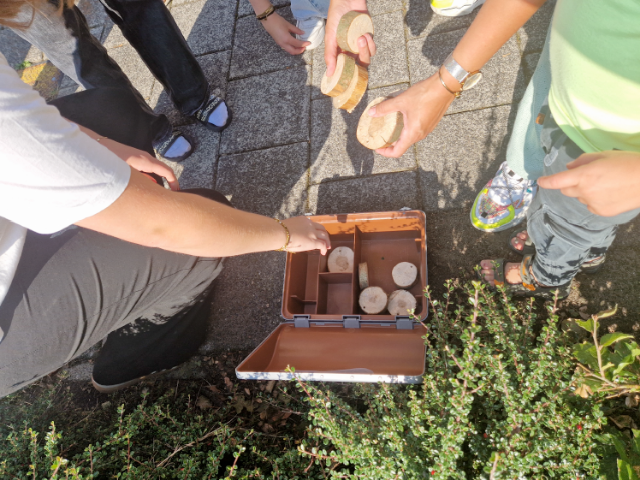 Portfolio - Joachimsdaalder 4