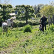 Portfolio 3 - De Sikkel