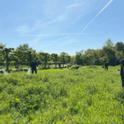 Portfolio 4 - De Sikkel