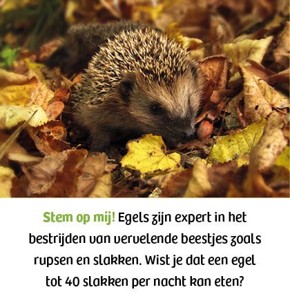 Egel
