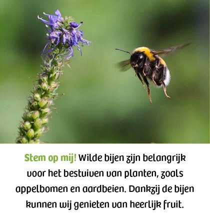 Wilde bij