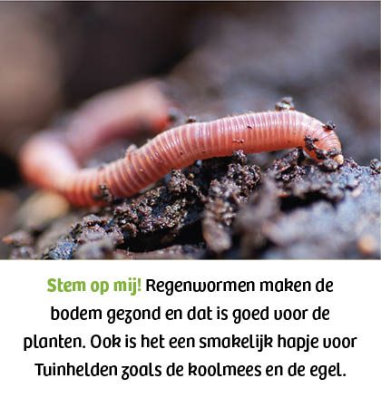 Regenworm