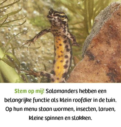 Watersalamander