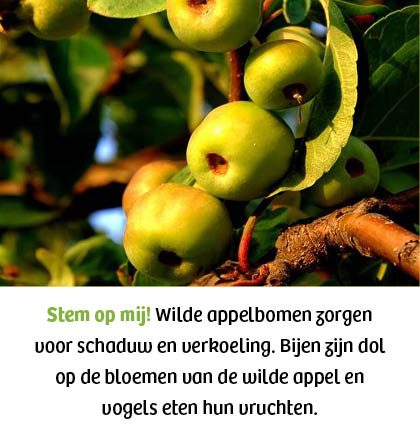 Wilde appel